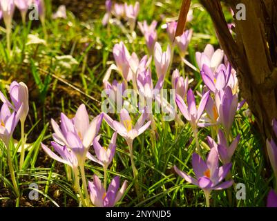 Crocus violets sous un arbre Banque D'Images