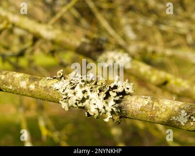 Les moines arborent des lichen poussant sur un arbre fruitier Banque D'Images