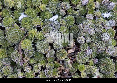 Le gel et les spiderwebs couvrant la poule et les poussins succellent les plantes dans un jardin. Banque D'Images