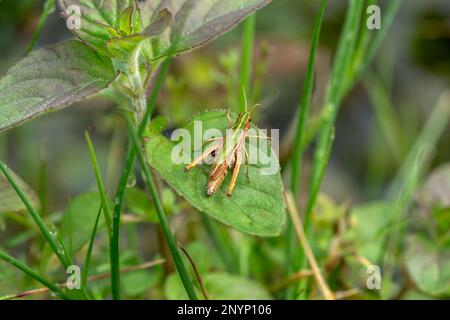 la sauterelle des prés, chorthippus parallélus, insecte sur une feuille verte, se ferme en été en grande-bretagne Banque D'Images