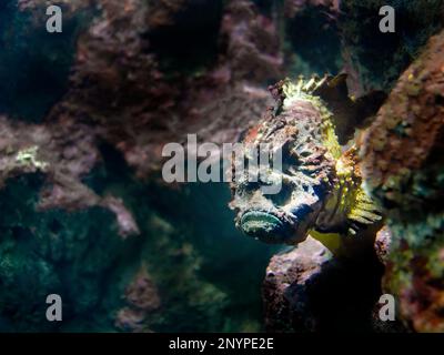 Gros plan de corégone, Synanceia verrucosa, corégone d'Estuarine, caché dans le corail sous l'eau, aquarium marin de Phuket Banque D'Images