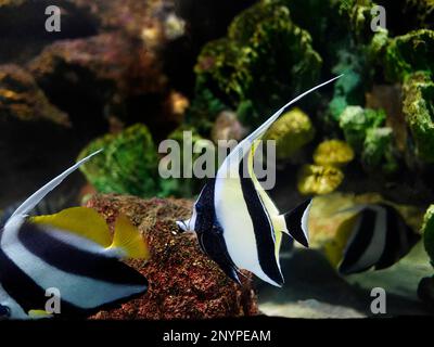 Coralfish pennant, Heniochus acuminatus, lannerfish à longues nageoires, en aquarium marin. Poisson tropical rayé noir et jaune dans un récif de corail. Banque D'Images