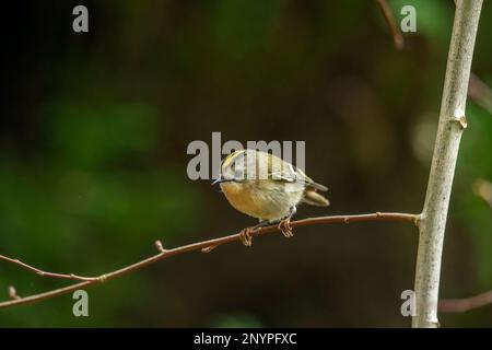 goldcrest, perché sur une branche, en gros plan, dans une forêt en hiver au royaume-uni Banque D'Images