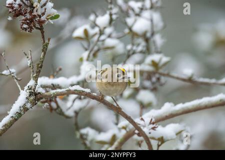 goldcrest, perché sur une branche enneigée, en gros plan, dans une forêt en hiver au royaume-uni Banque D'Images