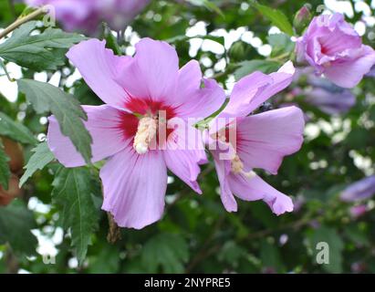 En été, le buisson hibiscus fleurit dans la nature Banque D'Images