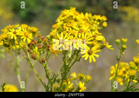 Dans la nature, la plante Jacobaea vulgaris pousse parmi les graminées Banque D'Images