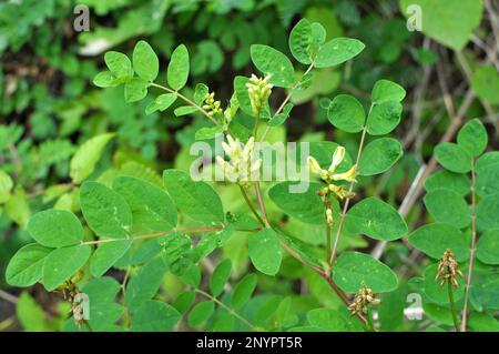 Astragalus (Astragalus glycyphyllos) pousse dans la nature Banque D'Images