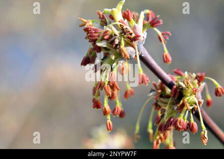 Au printemps, l'érable à frêne (Acer negundo) fleurit dans la nature Banque D'Images