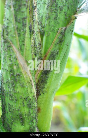 Les pucerons sont un ravageur qui suce les épis de maïs Banque D'Images