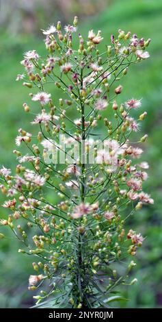 Erigeron canadensis pousse dans la nature en été Banque D'Images