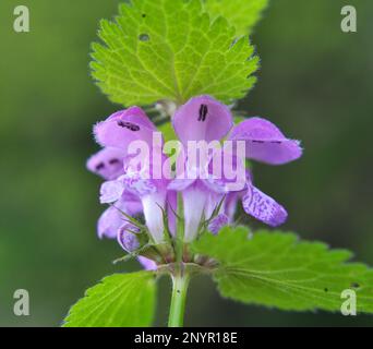 Il fleurit dans le violet d'ortie sourd sauvage (Lamium purpueum) Banque D'Images