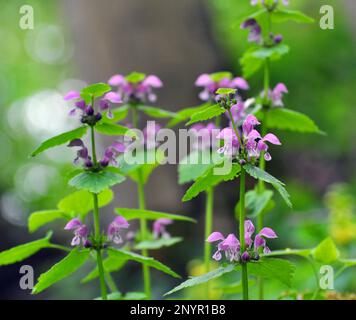 Il fleurit dans le violet d'ortie sourd sauvage (Lamium purpueum) Banque D'Images