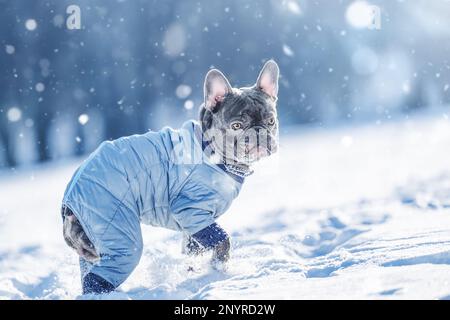 Chien courant et jouant dans la neige sur la nature Banque D'Images