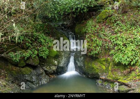 Cascades de Cataract Falls. Parc national de Mount Tamalpais, comté de Marin, Californie, États-Unis. Banque D'Images