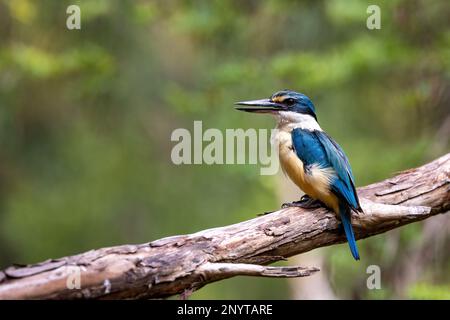 Mâle, le kingfisher sacré, Tobraphus sanctus, sur fond boisé mou de feuillage vert avec espace pour le texte. Victoria, Australie. Banque D'Images