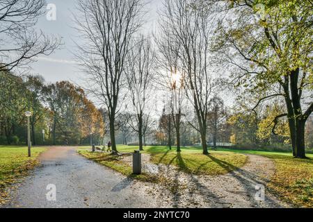 un parc vide avec des arbres et des feuilles au sol, en photo d'automne - images haute résolution et libres de droits premium Banque D'Images