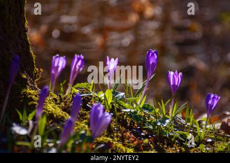 bouquet de crocus sauvage en fleurs sur la glade. fond floral nature Banque D'Images