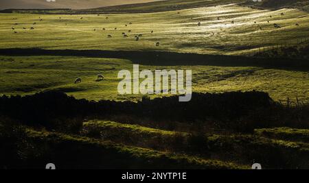 Moutons paissant sur des champs verts avec des toiles d'araignées argentées en basse lumière du soleil, avec des murs de pierre et des fossés défensifs du fort romain d'Epiacum au premier plan Banque D'Images