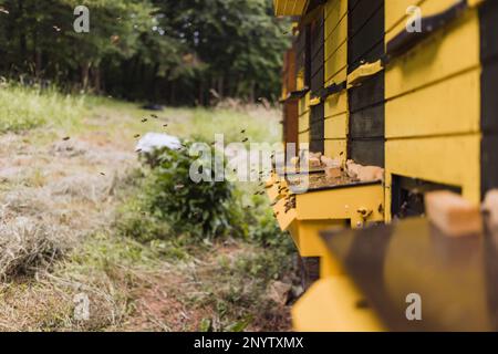 L'activité des abeilles est très active sur le panneau d'atterrissage de la ruche, et les abeilles sont reversées avec le nectar et le pollen recueillis, en gros plan. Concept apiculture. Banque D'Images