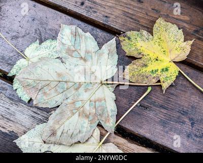 Feuilles d'érable jaune de Sycamore à l'automne. Feuilles de pseudoplatanus Acer Banque D'Images