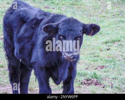 Veau Black angus. Portrait de veau Angus Banque D'Images
