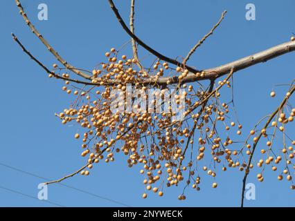 Melia Azedarach, les fruits perses du Lilas sur la branche sous le ciel bleu Banque D'Images