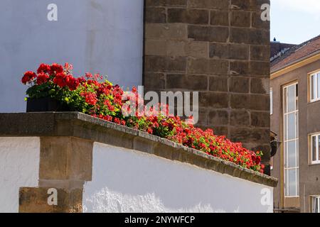 Fleurs géraniums rouges en fleurs sur le mur d'un vieux bâtiment. Banque D'Images