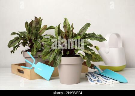 Plantes d'étrel en pot et outils de jardinage sur table en bois blanc Banque D'Images