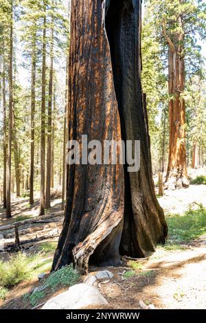 La coque brûlée de l'arbre Sequoia reste debout le long de la piste pendant un après-midi ensoleillé Banque D'Images