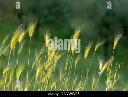 Image de faible profondeur de champ de graminées qui attrapent la lumière du soir au printemps en Toscane, Italie Banque D'Images