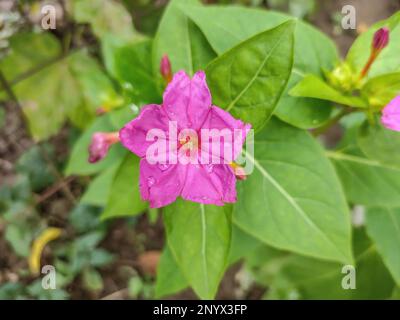 Macro quatre heures fleur. Mirabilis jalapa fleur Banque D'Images