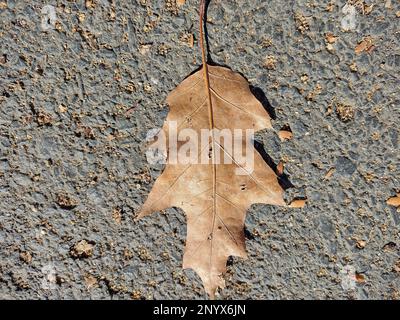 Feuille de chêne brun en automne Banque D'Images