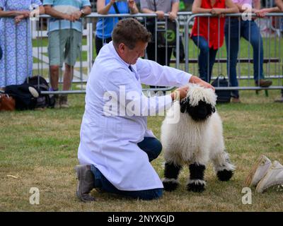 Mignon jeune mouton blacknackose Valais (polaire blanche shaggy, visage noir) avec fermier à juger - Great Yorkshire Country Show, Harrogate, Angleterre, Royaume-Uni. Banque D'Images