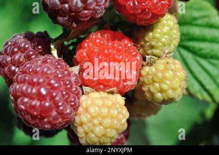 vue rapprochée de la branche de framboise mûre dans le jardin par beau temps d'été Banque D'Images