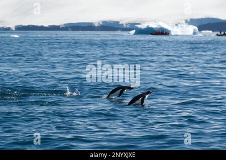 Pingouins d'Adelie nageant au large de l'île Paulet - Antarctique Banque D'Images