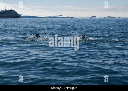 Pingouins d'Adelie nageant au large de l'île Paulet - Antarctique Banque D'Images