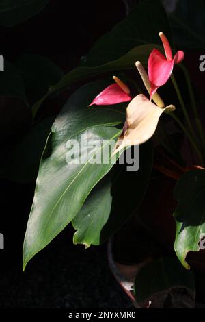 Fleurs d'Anthurium dans un jardin Banque D'Images