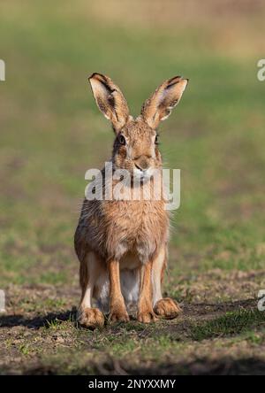 Un lièvre brun sauvage , assis regardant l'appareil photo un cliché intime montrant ses oreilles immenses, ses détails en fourrure et ses yeux orange magnifiques. Suffolk, Royaume-Uni Banque D'Images