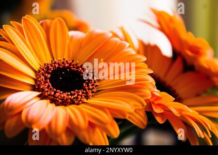 Gerbera orange fleur de Marguerite gros plan, faible profondeur de champ Banque D'Images