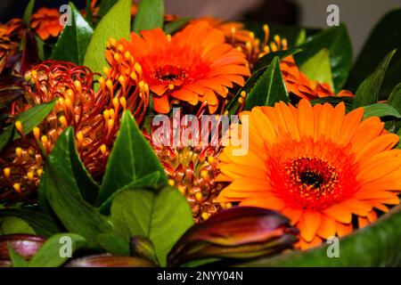 Bouquet de fleurs gerbera orange, gros plan. Fond floral Banque D'Images