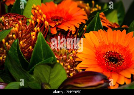 Bouquet de fleurs gerbera orange, gros plan. Fond floral Banque D'Images