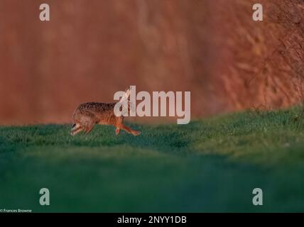 Un lièvre brun ( Lepus europaeus) mis en évidence par un coucher de soleil d'or, je montre comment il se déplace, il est long jambes et souple colonne vertébrale.Suffolk, UK Banque D'Images