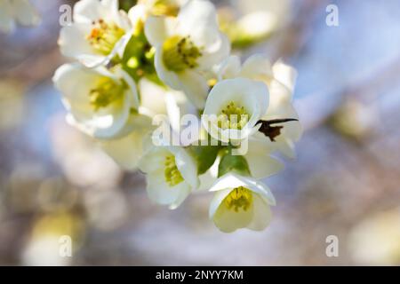 Fleurs de crocus blanc dans la forêt, premières fleurs, début printemps, mars Banque D'Images