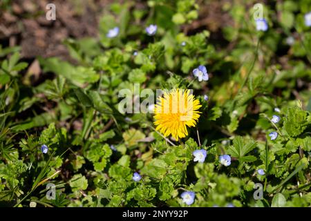 Fleur de chardon jaune dans une prairie verte, pissenlit jaune sur fond vert, parfait pour le fond, texture, Banque D'Images