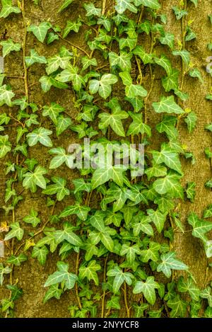 Ivée verte commune (Hedera Helix) grimpant sur un tronc d'arbre, Weserbergland, Allemagne Banque D'Images