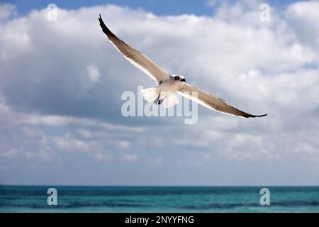 Mouette survolant les vagues de la mer sur fond de ciel bleu avec des nuages blancs Banque D'Images