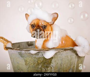 Rouge fauve noir masqué bulldogue français assis dans un bain en métal vintage recouvert de bulles. Banque D'Images