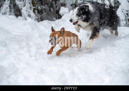 Blue merle Berger australien pourchassant un fauve rouge noir masqué français bouledogue dans la neige. Banque D'Images