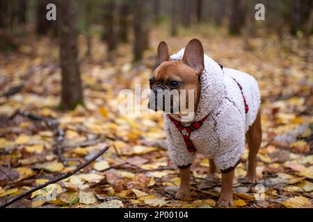Boudogue à la française fauve rouge portant un sweat à capuche moelleux et un harnais qui marche dans la forêt avec des feuilles de couleur couvrant le sol. Banque D'Images