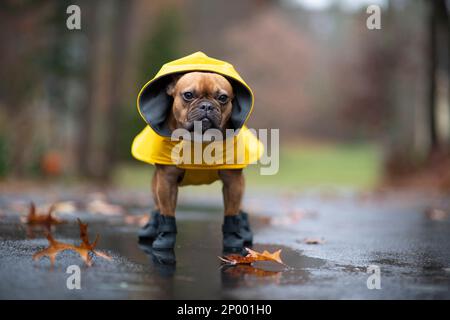 Taureau français fauve rouge sous la pluie portant un imperméable jaune et des bottes en caoutchouc noir. Banque D'Images